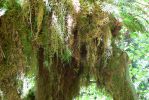 PICTURES/Ho Rainforest - Hall of Mosses/t_Mossy Branch3.JPG